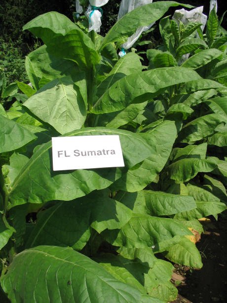 Табак сорта Florida Sumatra (Флорида Суматра)
