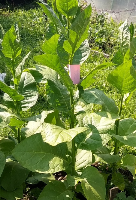 Табак сорта Habano Honduras